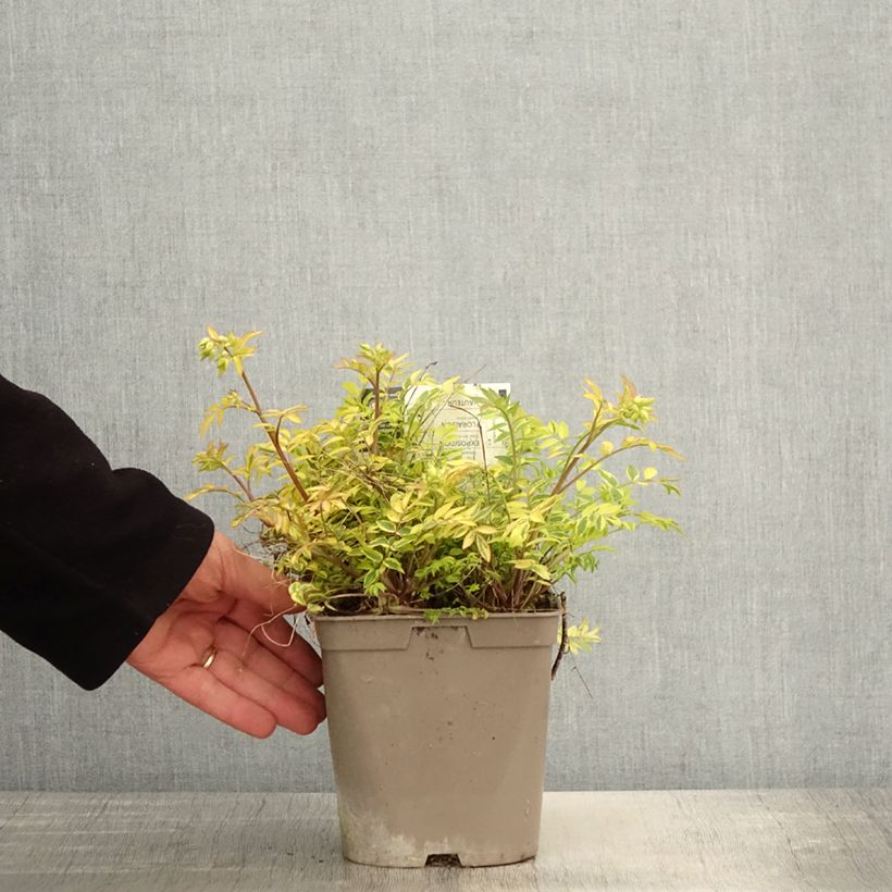 Polemonium pulcherrimum Golden Feathers Maceta 2L/3L Ejemplar entregado en la primavera