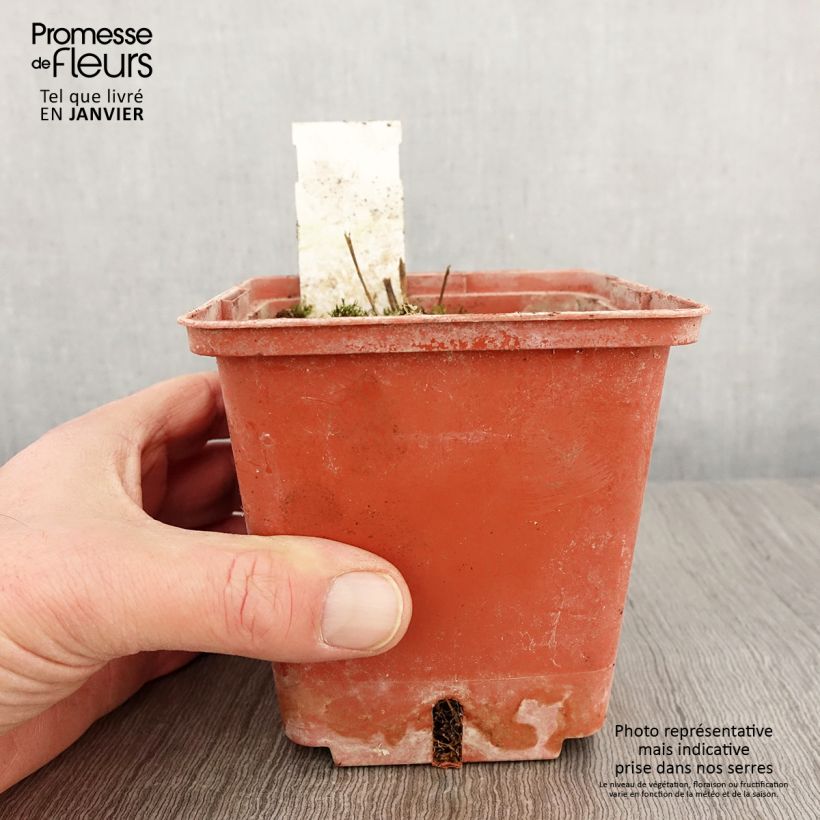 Polemonium reptans Stairway to Heaven Maceta 1L/1,5L Ejemplar entregado en invierno