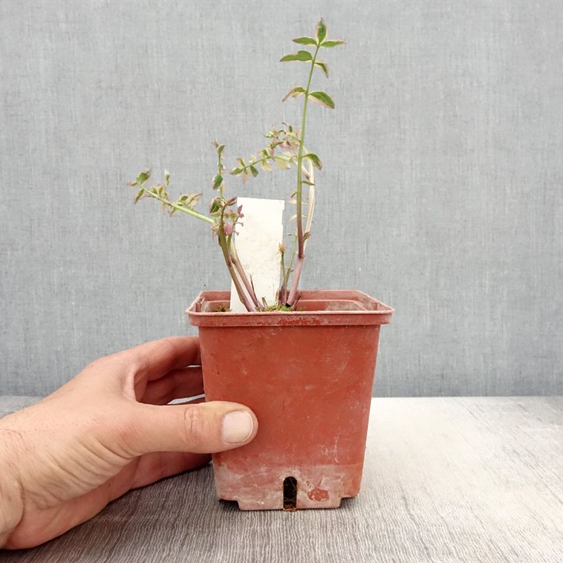 Polemonium reptans Stairway to Heaven Maceta 1L/1,5L Ejemplar entregado en la primavera