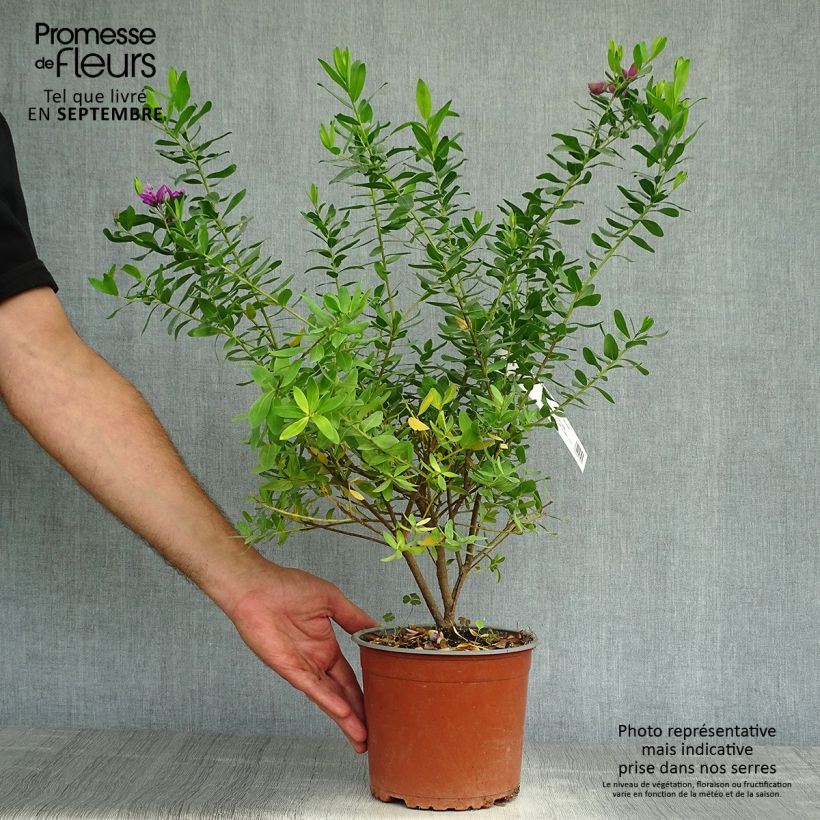 Ejemplar de Polygala myrtifolia Maceta 2L/3L entregado en otoño