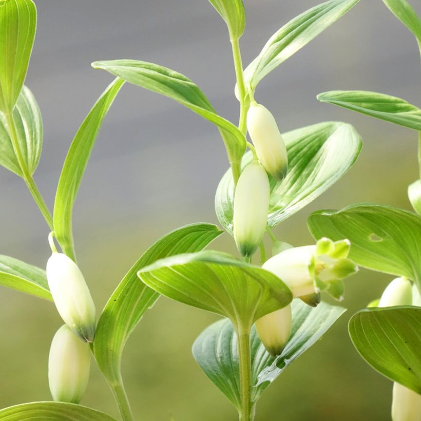 Polygonatum humile (Floración)