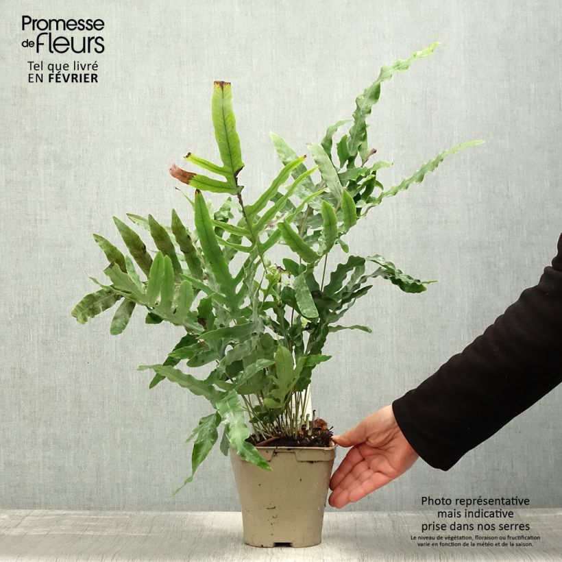 Phlebodium pseudoaureum - Helecho Maceta 2L/3L Ejemplar entregado en invierno