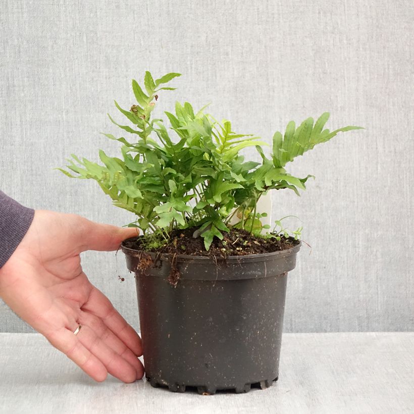 Ejemplar de Polypodium cambricum Whitley Giant - Helecho Maceta 2L/3L entregado en otoño