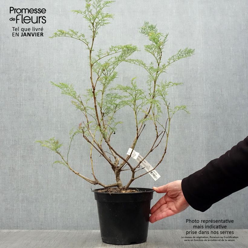 Polyscias sambucifolia Maceta 4L/5L Ejemplar entregado en invierno