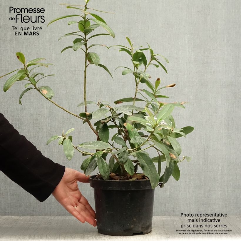 Polyspora axillaris Maceta 3L/4L Ejemplar entregado en la primavera