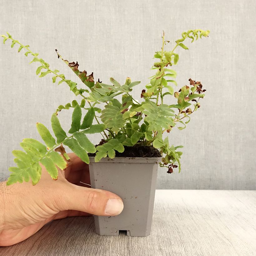 Ejemplar de Polystichum acrostichoides - Helecho navideño Maceta de 8/9 cm entregado en otoño