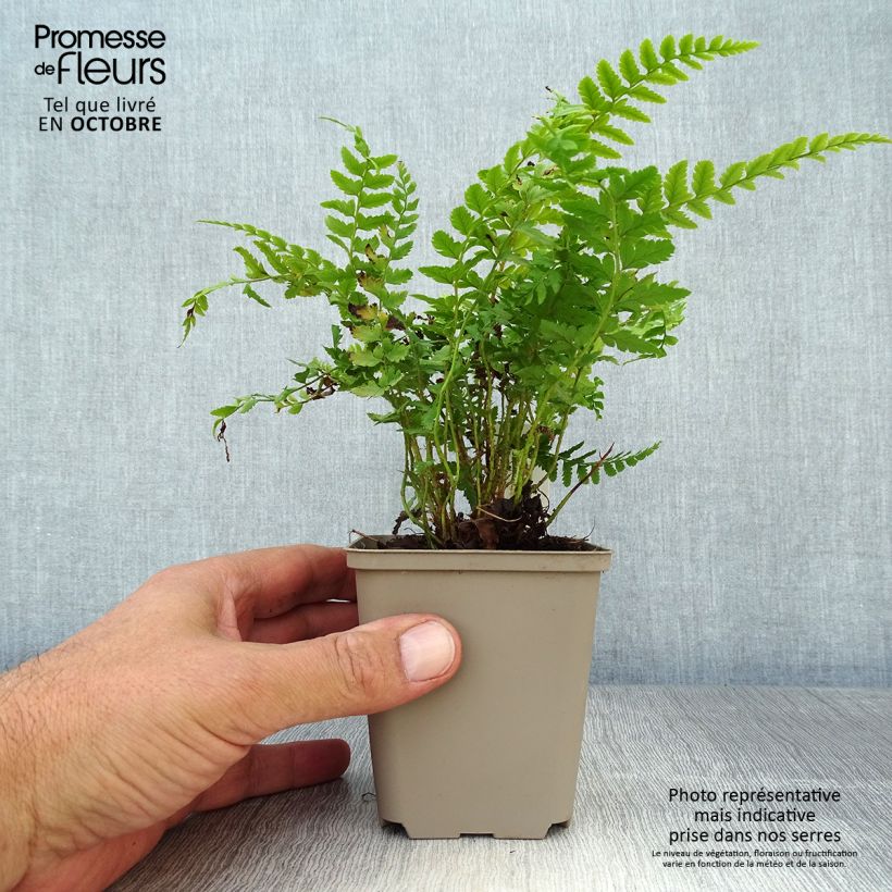 Ejemplar de Polystichum aculeatum - Helecho Maceta de 8/9 cm entregado en otoño