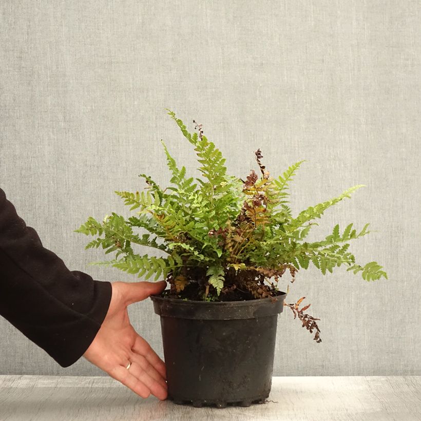 Ejemplar de Polystichum aculeatum - Helecho Maceta 2L/3L entregado en otoño