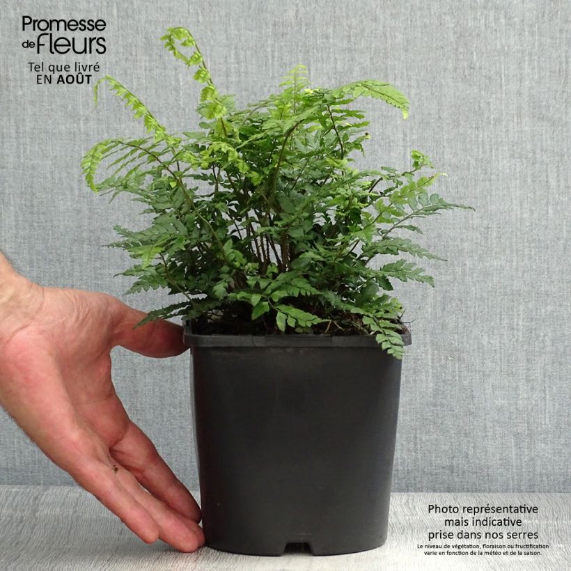 Ejemplar de Polystichum makinoi - Helecho Maceta 2L/3L entregado en verano