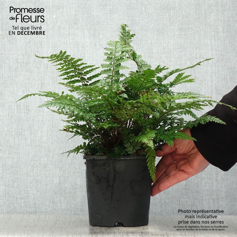 Polystichum makinoi - Helecho Maceta 2L/3L Ejemplar entregado en invierno
