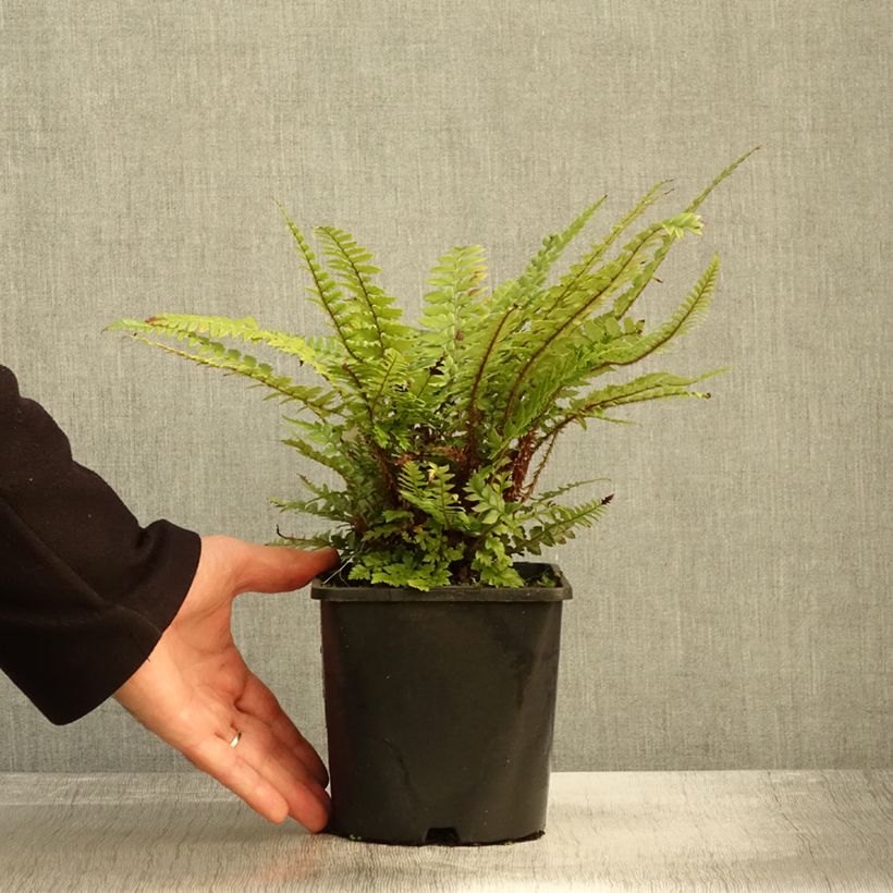 Ejemplar de Polystichum neolobatum - Helecho Maceta 2L/3L entregado en otoño