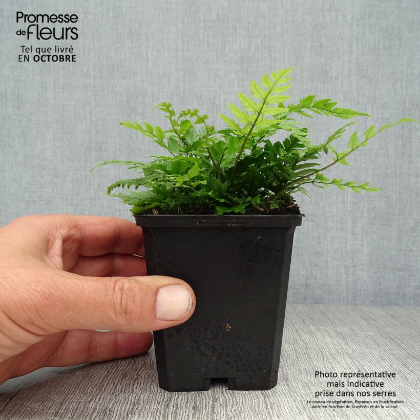 Ejemplar de Polystichum rigens - Helecho Maceta de 8/9 cm entregado en otoño