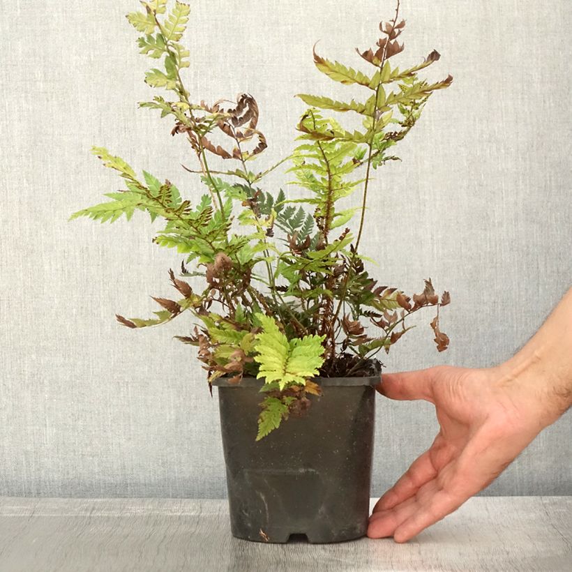 Ejemplar de Polystichum rigens - Helecho Maceta 2L/3L entregado en otoño