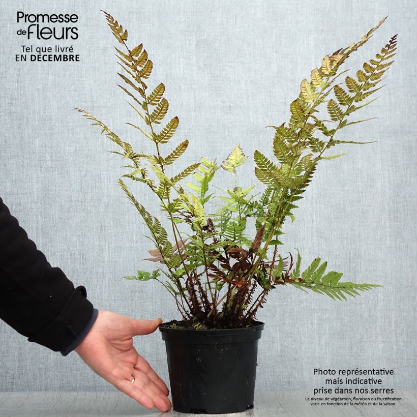 Polystichum rigens - Helecho Maceta 2L/3L Ejemplar entregado en invierno
