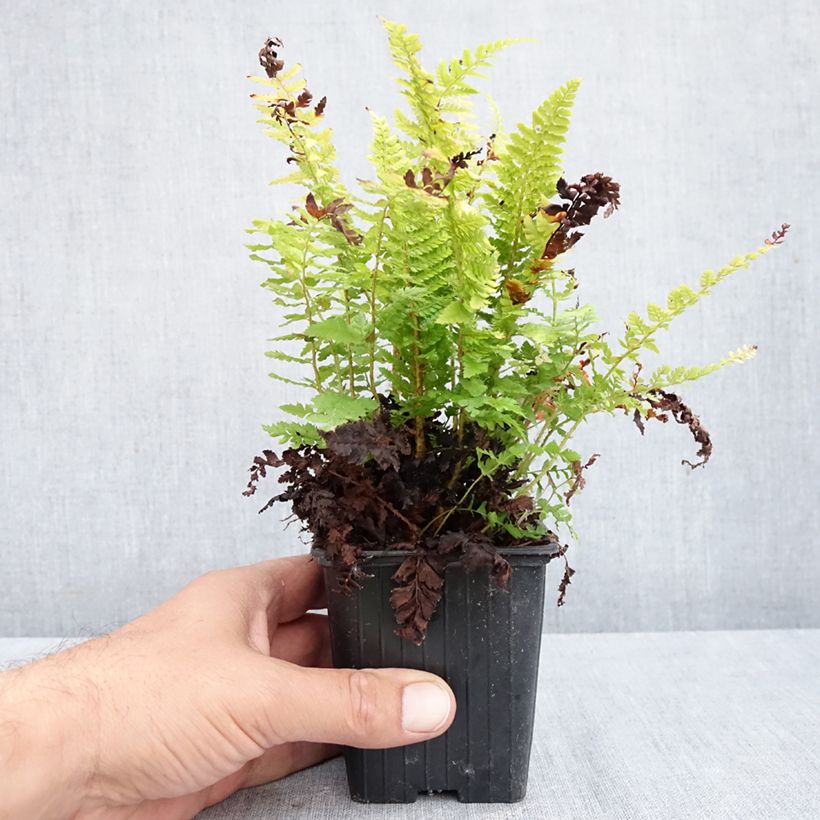 Ejemplar de Polystichum setiferum Densum - Helecho peludo Maceta de 8/9 cm entregado en otoño