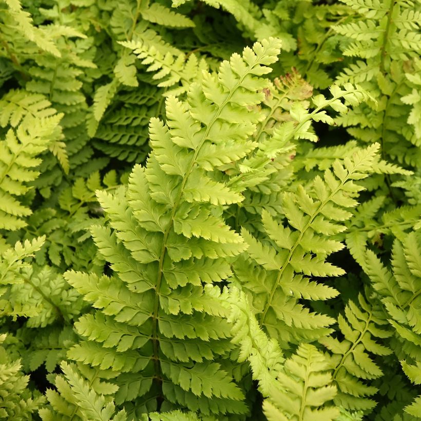 Polystichum setiferum Densum - Helecho peludo (Follaje)