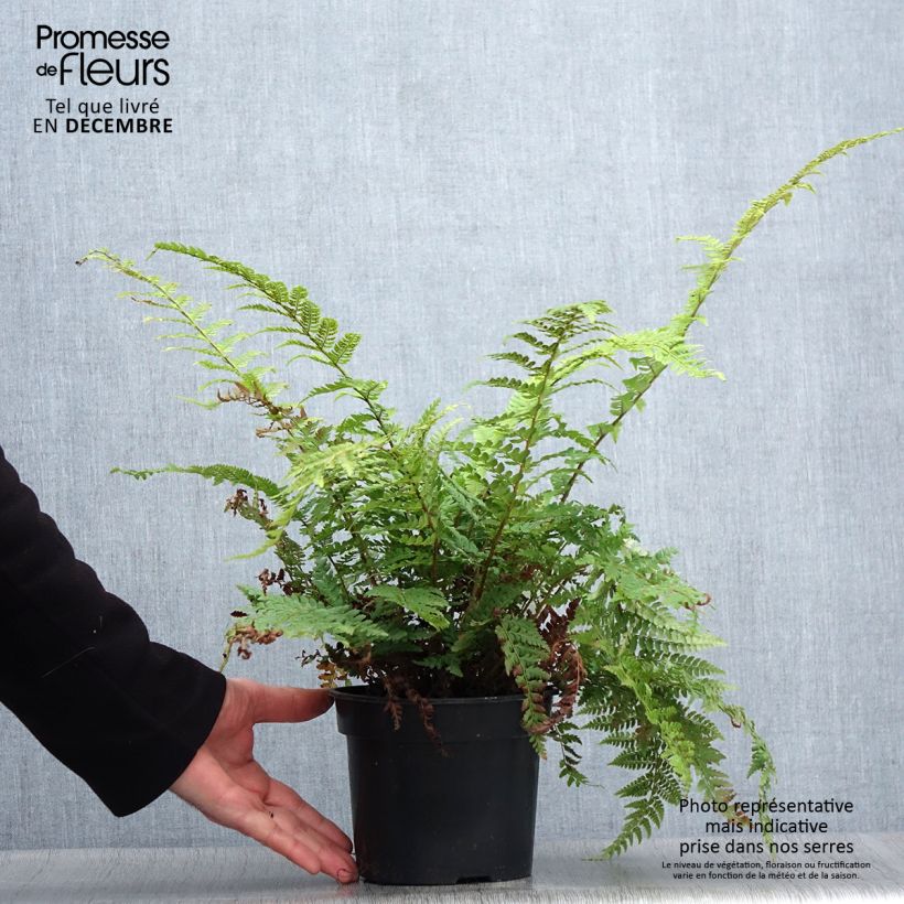 Polystichum setiferum Herrenhausen - Helecho peludo Maceta 2L/3L Ejemplar entregado en invierno