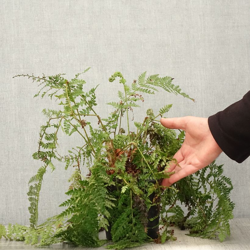 Polystichum setiferum Herrenhausen - Helecho peludo Maceta 2L/3L Ejemplar entregado en la primavera