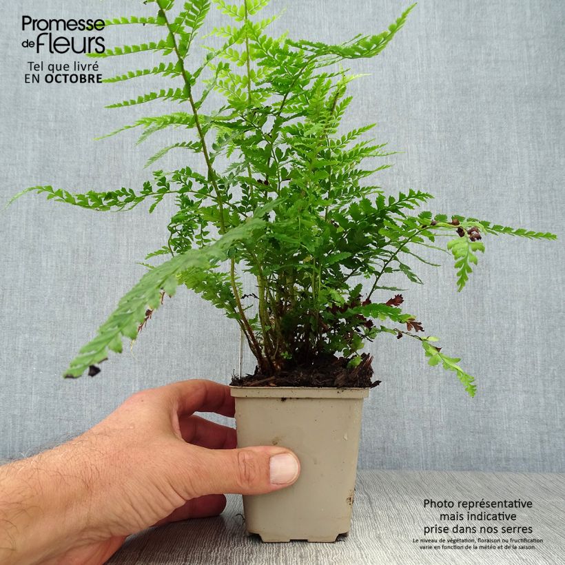 Ejemplar de Polystichum setiferum Dahlem - Helecho peludo Maceta de 8/9 cm entregado en otoño