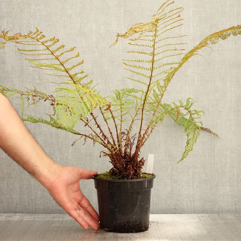 Ejemplar de Polystichum setiferum Plumosum Bevis - Helecho peludo Maceta 2L/3L entregado en otoño