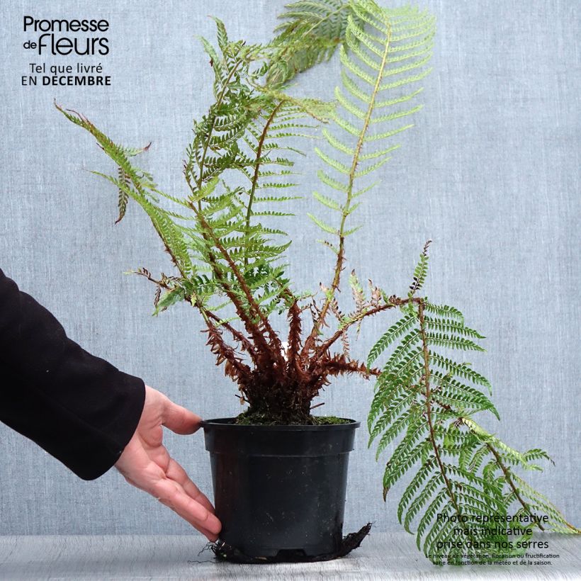 Polystichum setiferum Plumosum Bevis - Helecho peludo Maceta 2L/3L Ejemplar entregado en invierno
