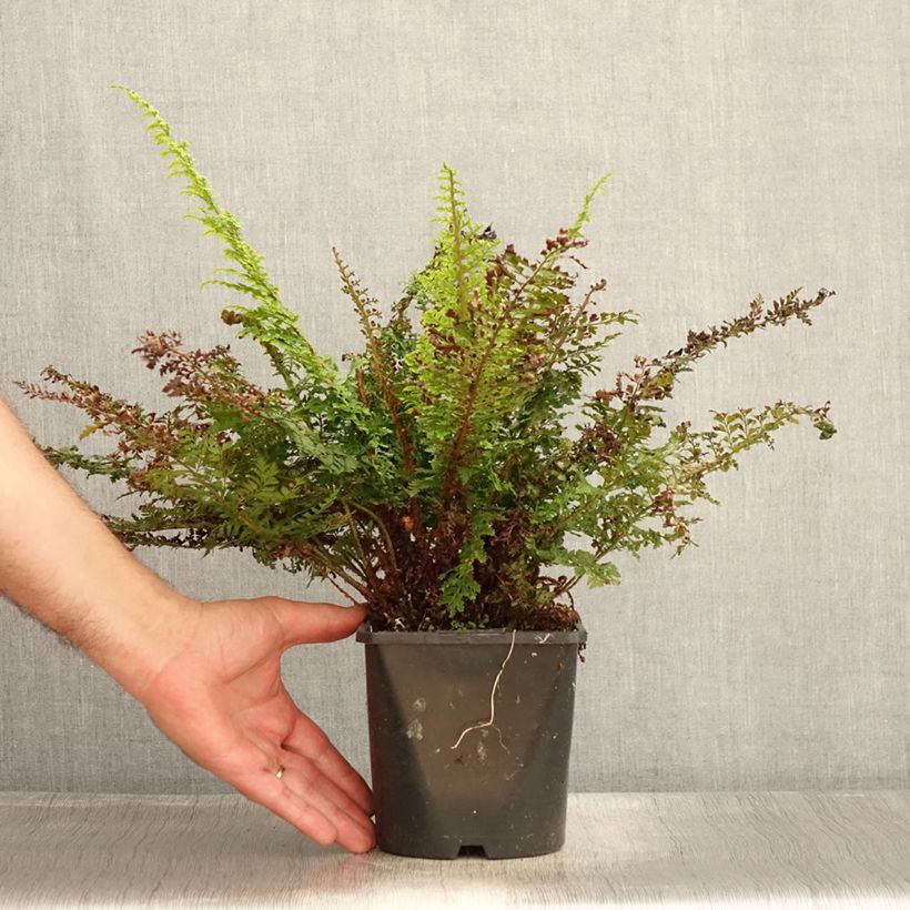 Ejemplar de Polystichum setiferum Plumosum Densum - Helecho peludo Maceta 2L/3L entregado en verano