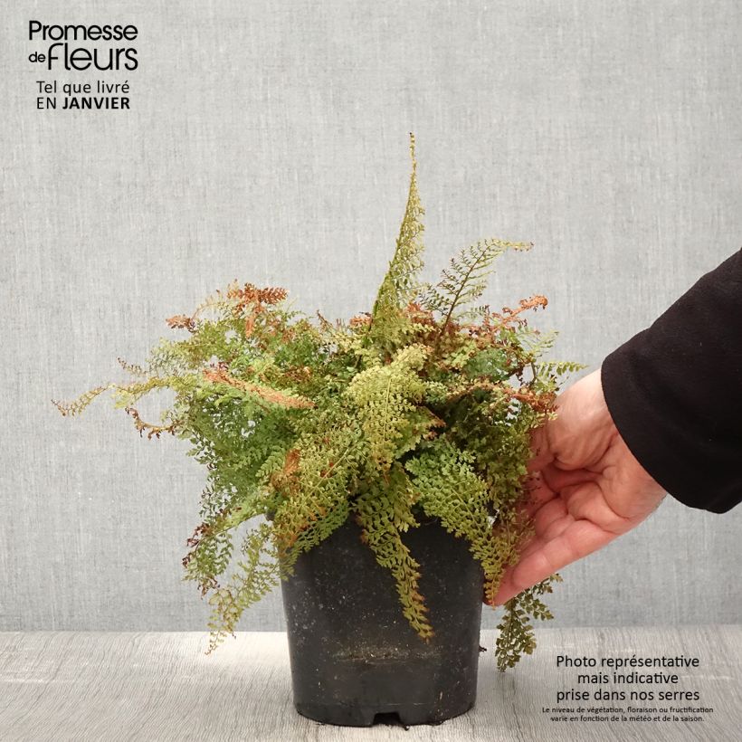 Polystichum setiferum Plumosum Densum - Helecho peludo Maceta 2L/3L Ejemplar entregado en invierno