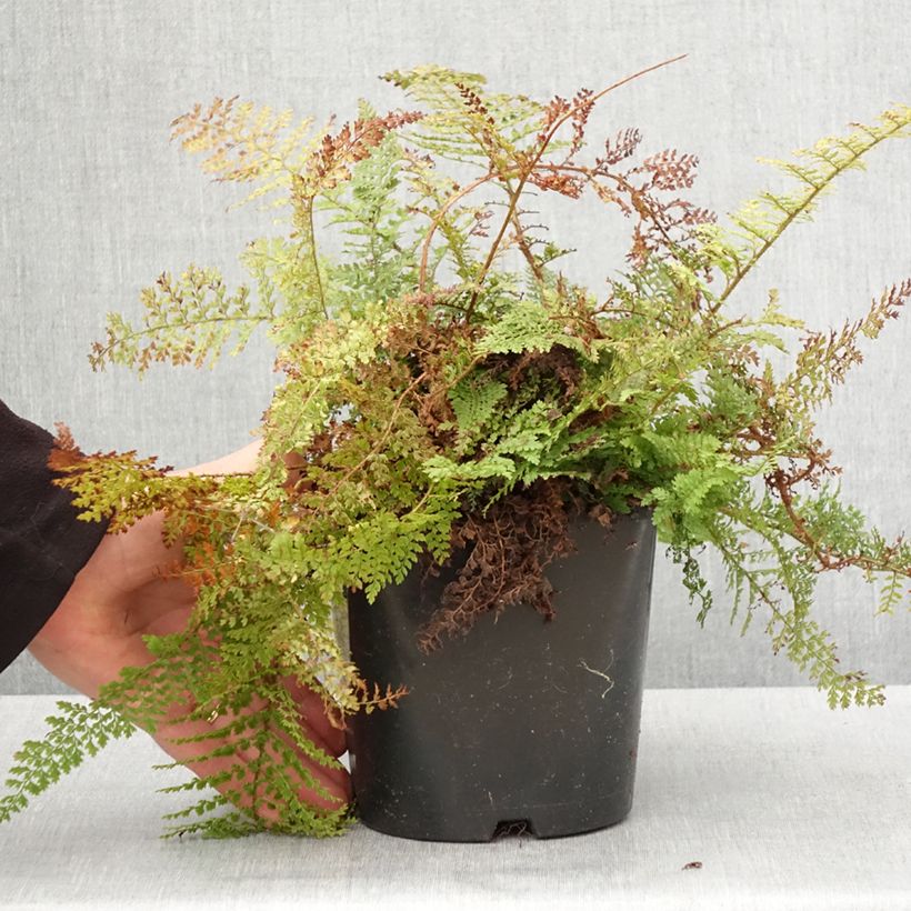 Polystichum setiferum Plumosum Densum - Helecho peludo Maceta 2L/3L Ejemplar entregado en la primavera