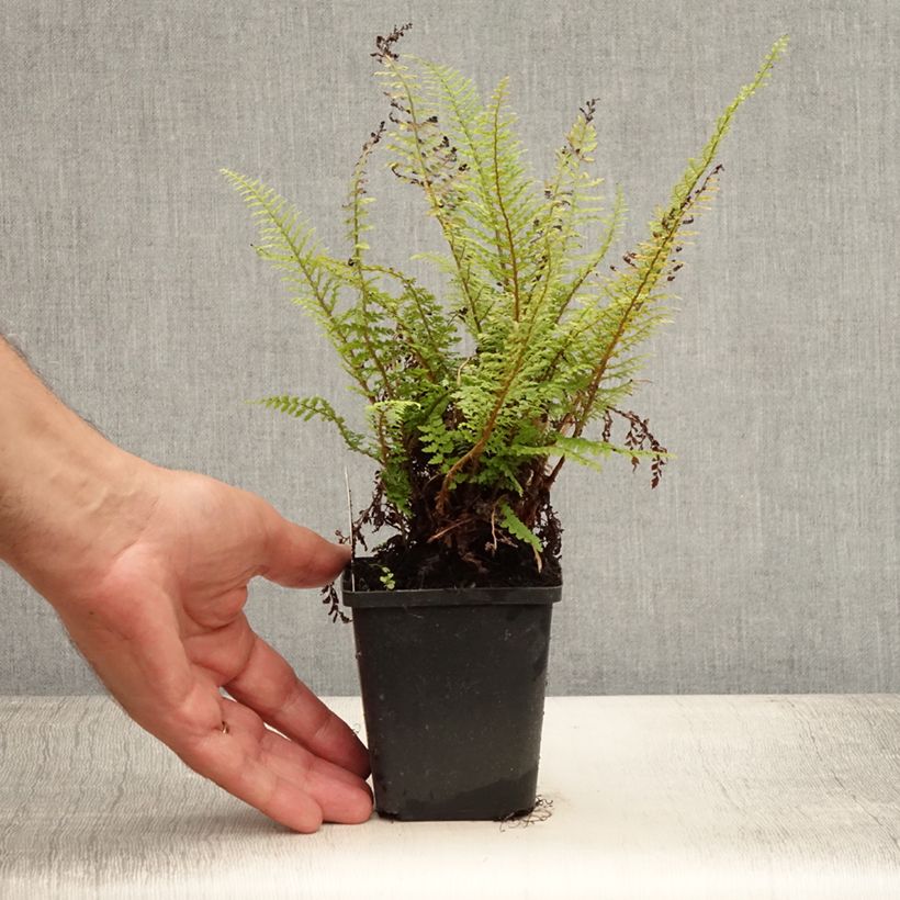 Ejemplar de Polystichum setiferum Proliferum - Helecho peludo Maceta de 8/9 cm entregado en verano
