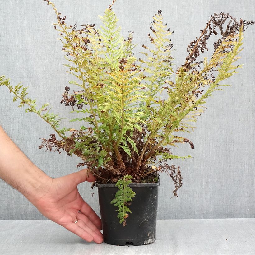 Ejemplar de Polystichum setiferum Proliferum - Helecho peludo Maceta 2L/3L entregado en otoño