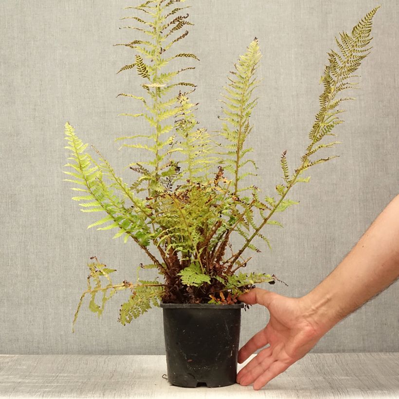 Ejemplar de Polystichum setiferum Proliferum - Helecho peludo Maceta 2L/3L entregado en verano