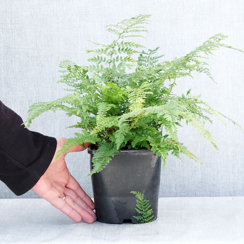 Polystichum setiferum Proliferum - Helecho peludo Maceta 2L/3L Ejemplar entregado en invierno