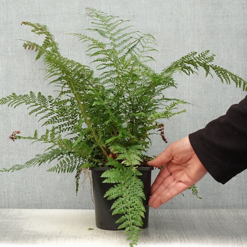 Polystichum setiferum Proliferum - Helecho peludo Maceta 2L/3L Ejemplar entregado en la primavera