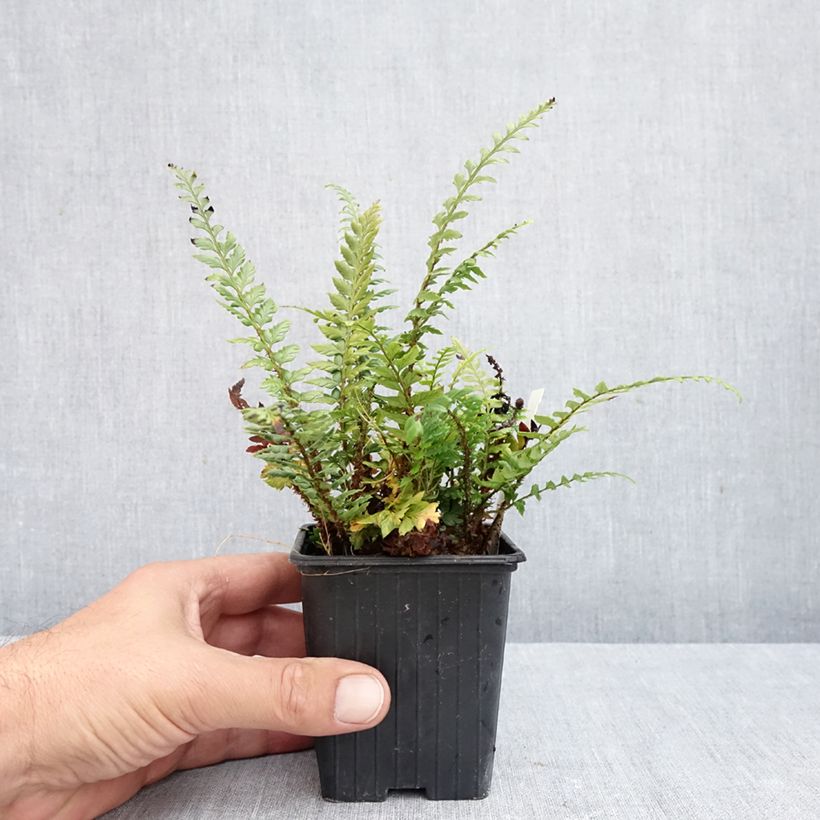 Ejemplar de Polystichum polyblepharum Shiny Holy Fern - Helecho Maceta de 8/9 cm entregado en otoño