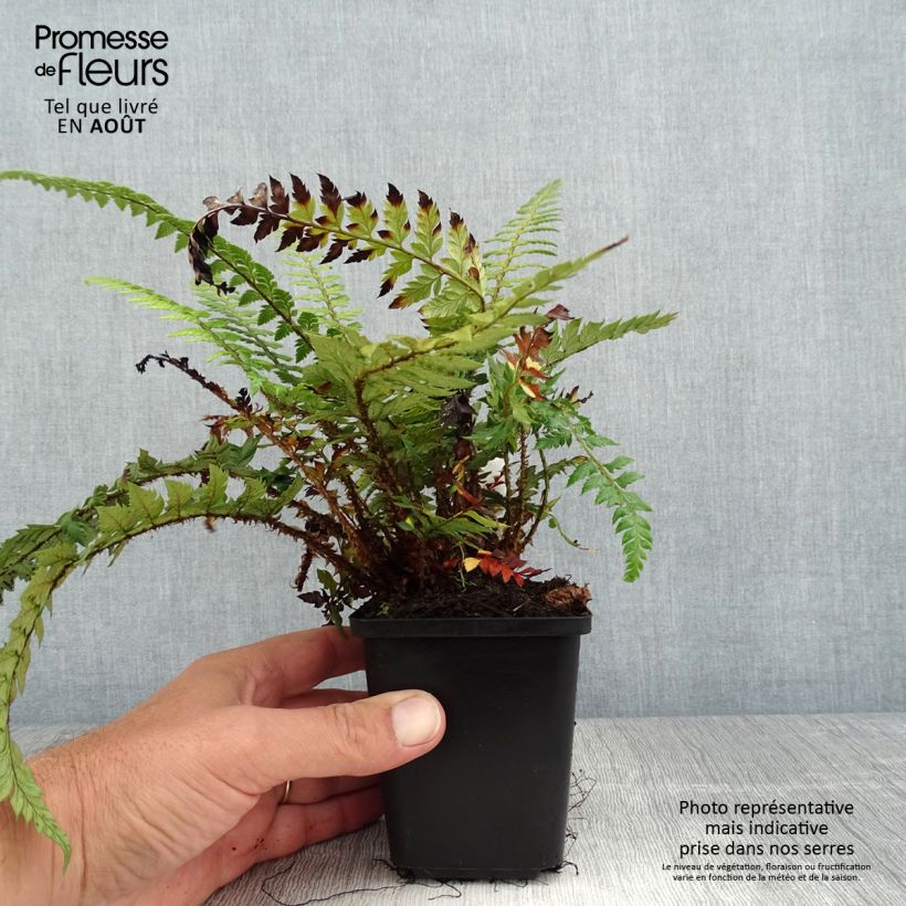 Ejemplar de Polystichum polyblepharum Shiny Holy Fern - Helecho Maceta de 8/9 cm entregado en verano