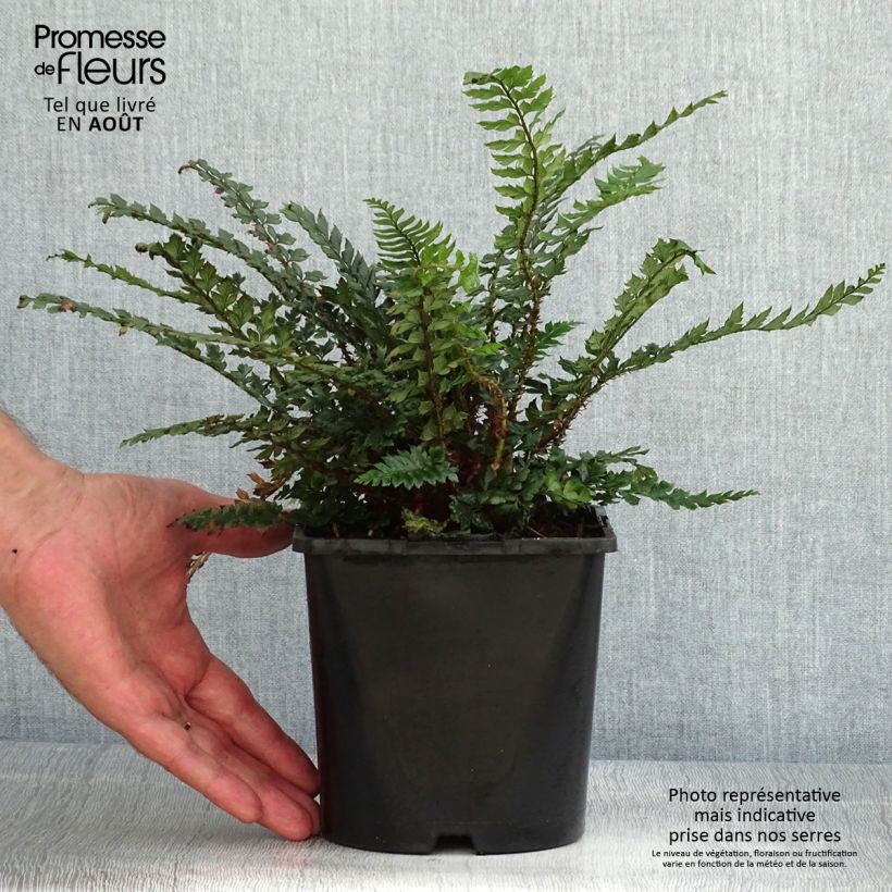 Ejemplar de Polystichum polyblepharum Shiny Holy Fern - Helecho Maceta 2L/3L entregado en verano