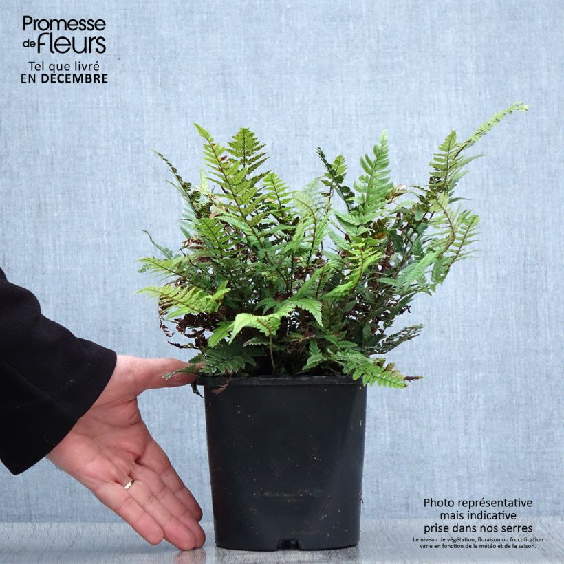 Polystichum tsus-simense - Helecho Maceta 2L/3L Ejemplar entregado en invierno