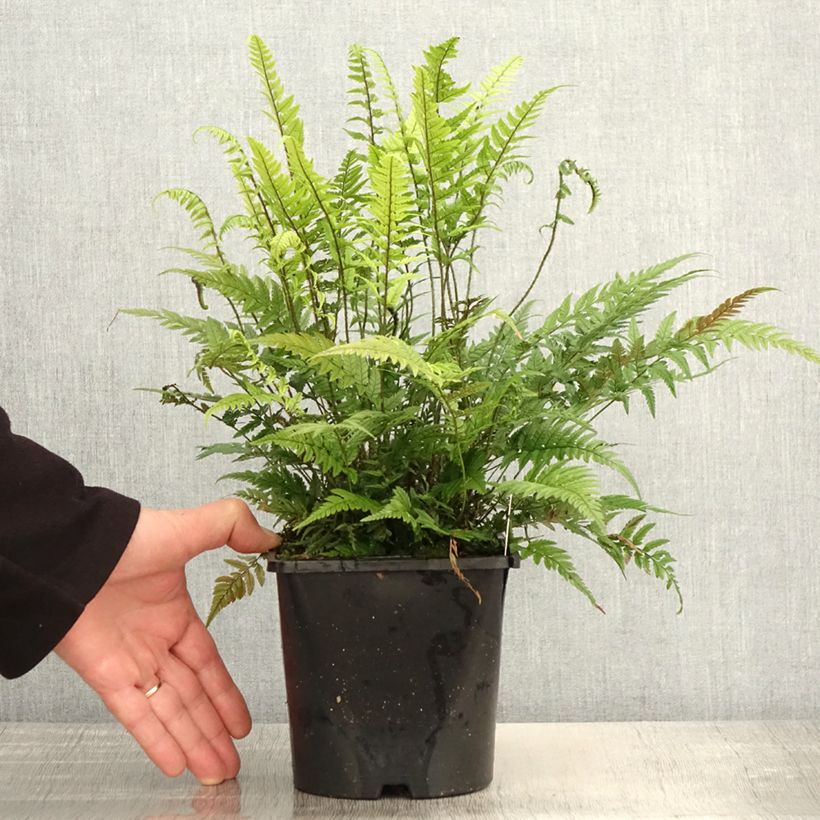 Polystichum tsus-simense - Helecho Maceta 2L/3L Ejemplar entregado en la primavera
