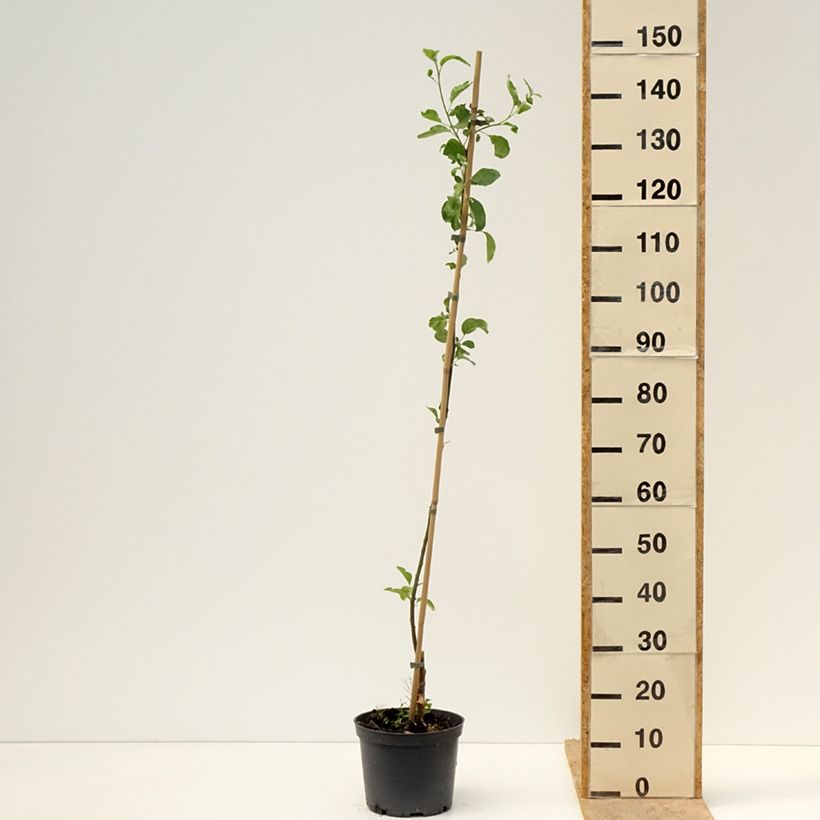 Manzano Ananas Berżenicki Maceta 4L/5L, Vástago Ejemplar entregado en la primavera