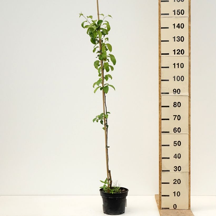 Manzano Antonówka Półtorapoundowa - Malus domestica Maceta 4L/5L, Vástago Ejemplar entregado en la primavera