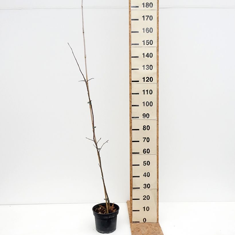 Ejemplar de Manzano Antonówka Półtorapoundowa - Malus domestica Maceta 4L/5L, Vástago entregado en otoño