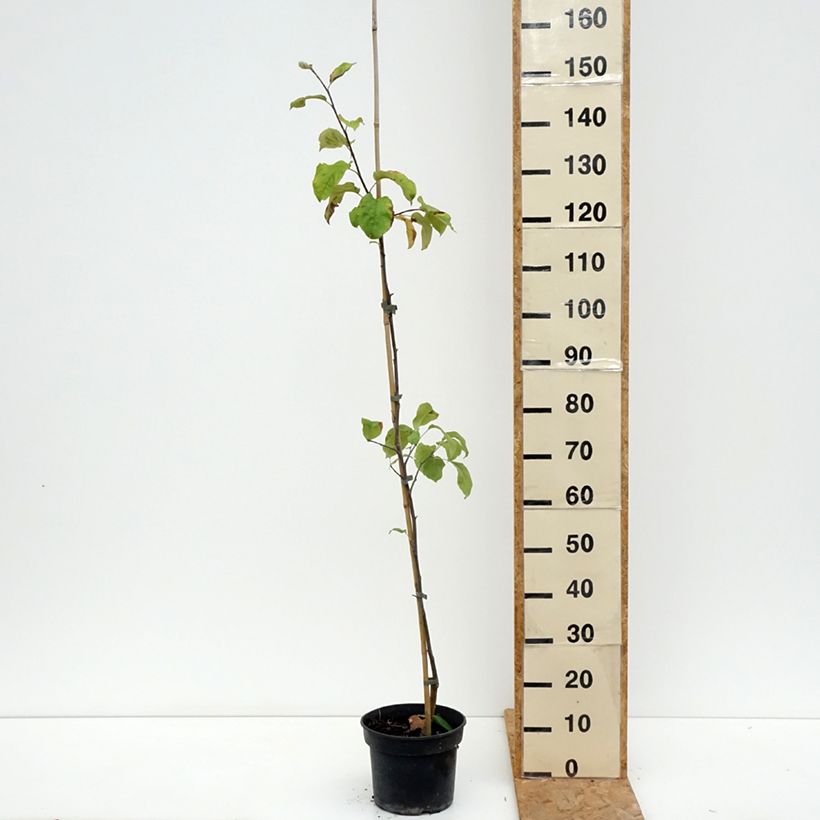 Ejemplar de Manzano Antonówka Półtorapoundowa - Malus domestica Maceta 4L/5L, Copa entregado en verano
