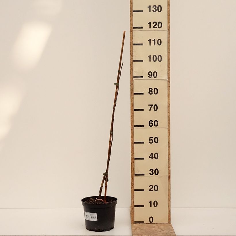 Manzano Antonówka Zwykła Maceta 4L/5L, Copa Ejemplar entregado en invierno