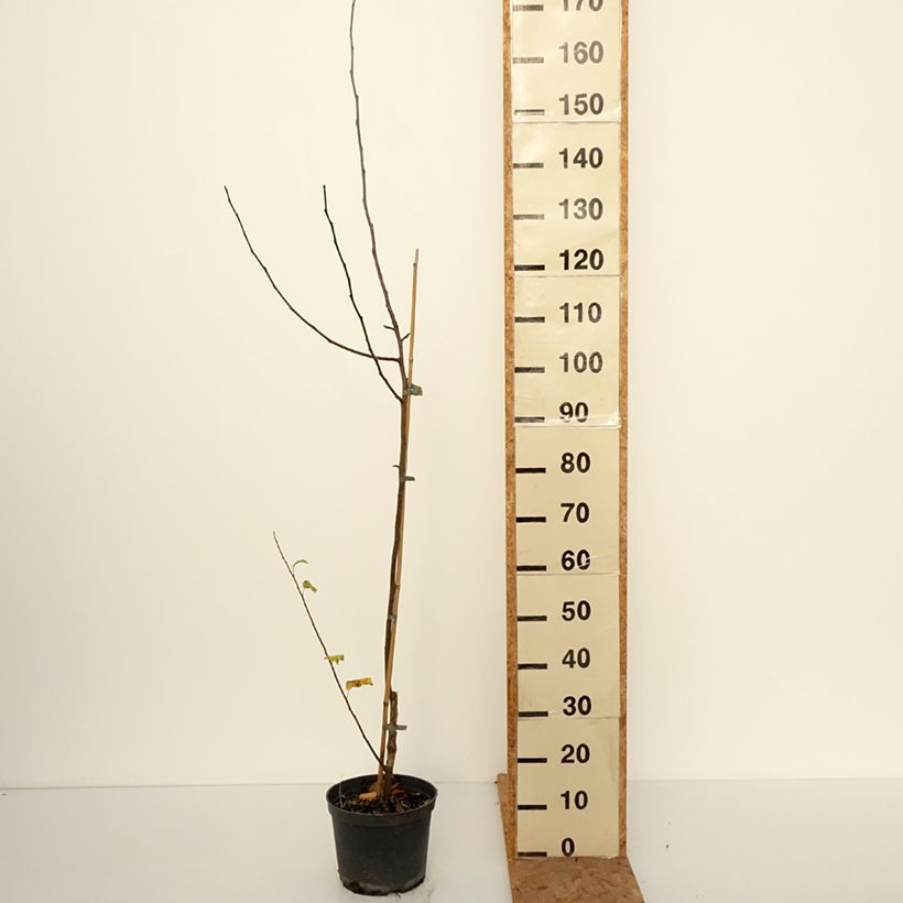 Ejemplar de Manzano Antonówka Zwykła Maceta 4L/5L, Vástago entregado en otoño