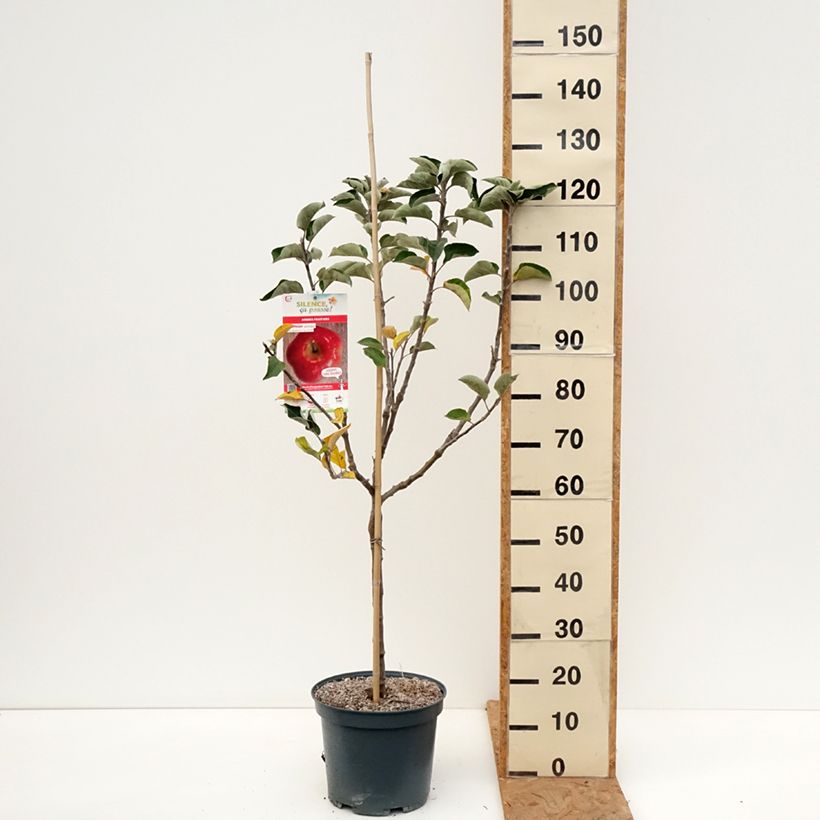 Ejemplar de Manzano Api Etoilé Maceta 7,5L/10L, Copa entregado en otoño