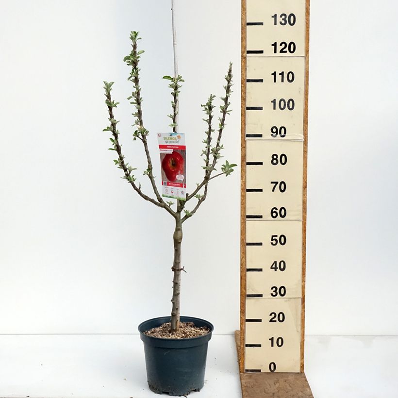 Manzano Api Etoilé Maceta 7,5L/10L, Copa Ejemplar entregado en la primavera
