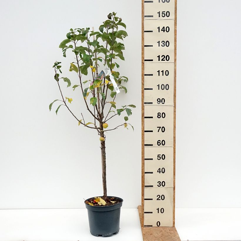 Ejemplar de Manzano Ariane Maceta 7,5L/10L, Copa entregado en otoño