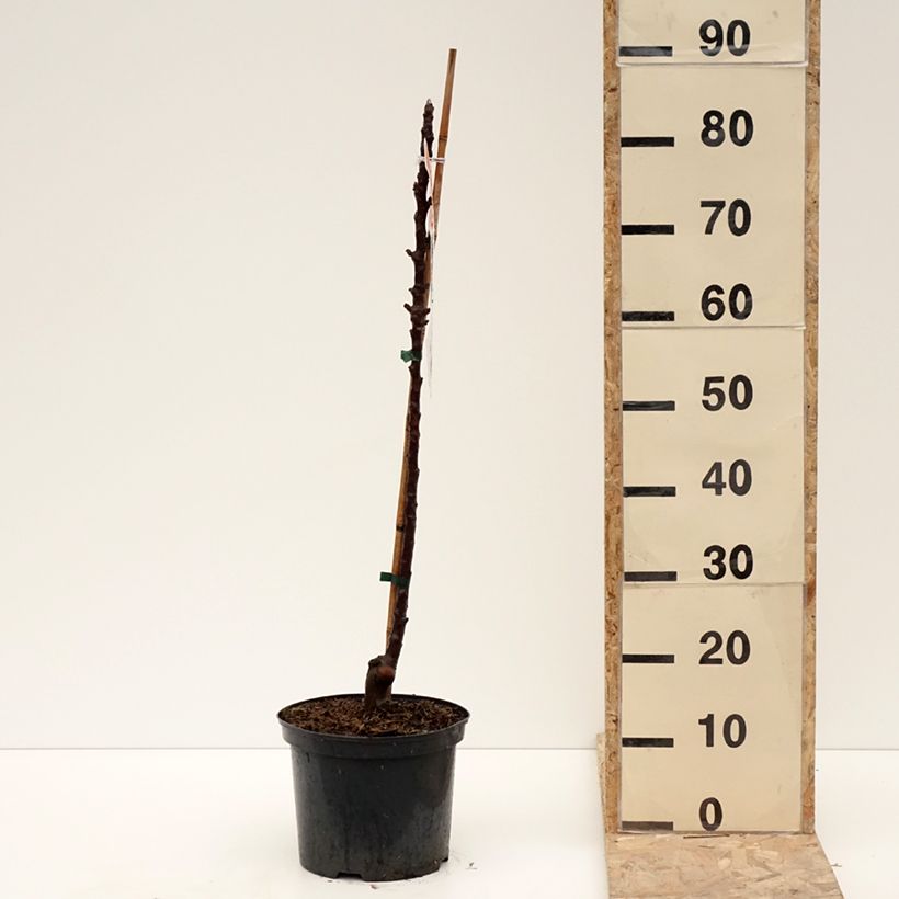 Manzano ornemental Red Leaf Maceta 4L/5L Ejemplar entregado en invierno