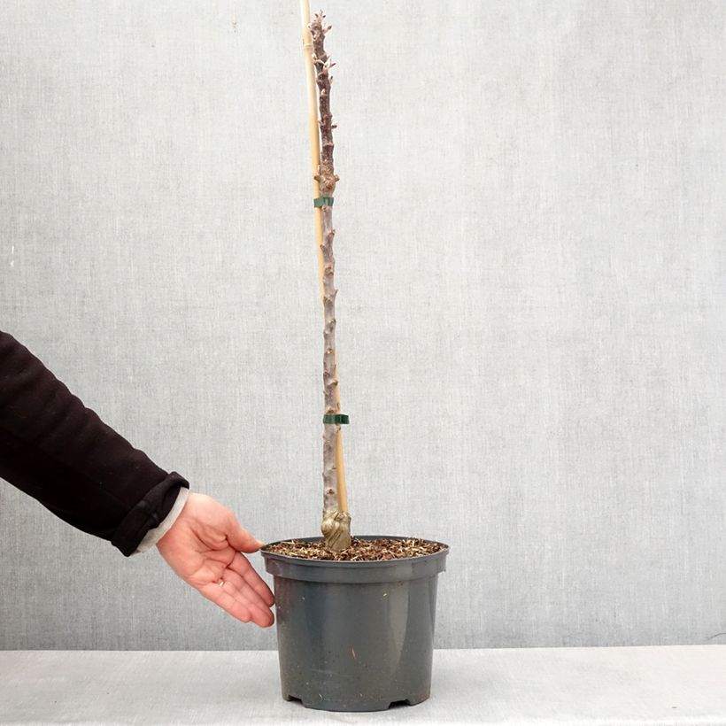 Manzano ornemental Red Leaf Maceta 4L/5L Ejemplar entregado en la primavera