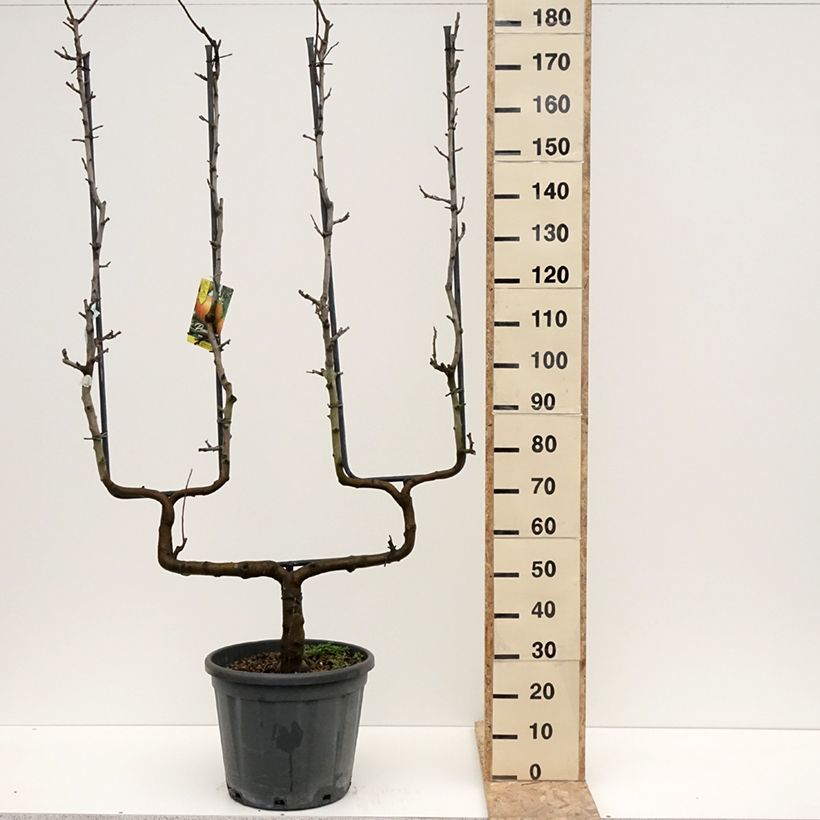 Manzano Belle de Boskoop Maceta 12L/15L, Poda palmeta doble U Ejemplar entregado en invierno